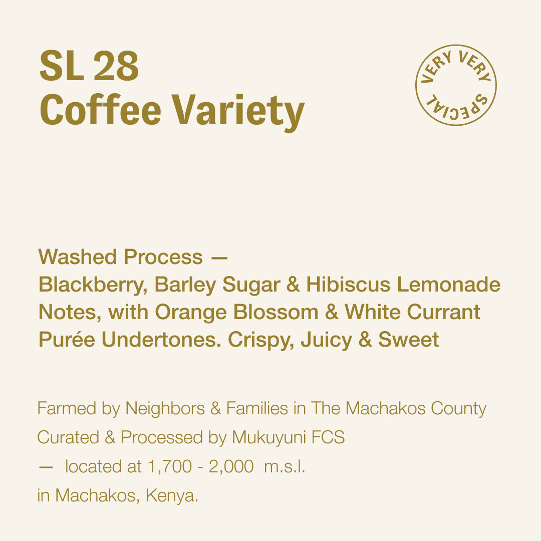 SL 28 coffee variety, Mukuyuni FCS, Kenya