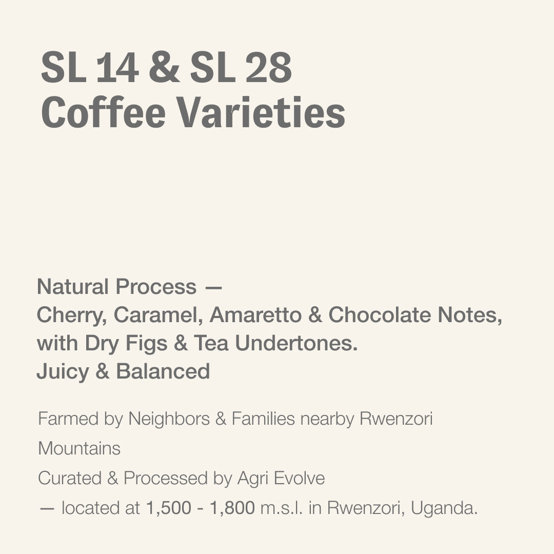 SL14 & SL28 coffee varieties, Rwenzori, Uganda