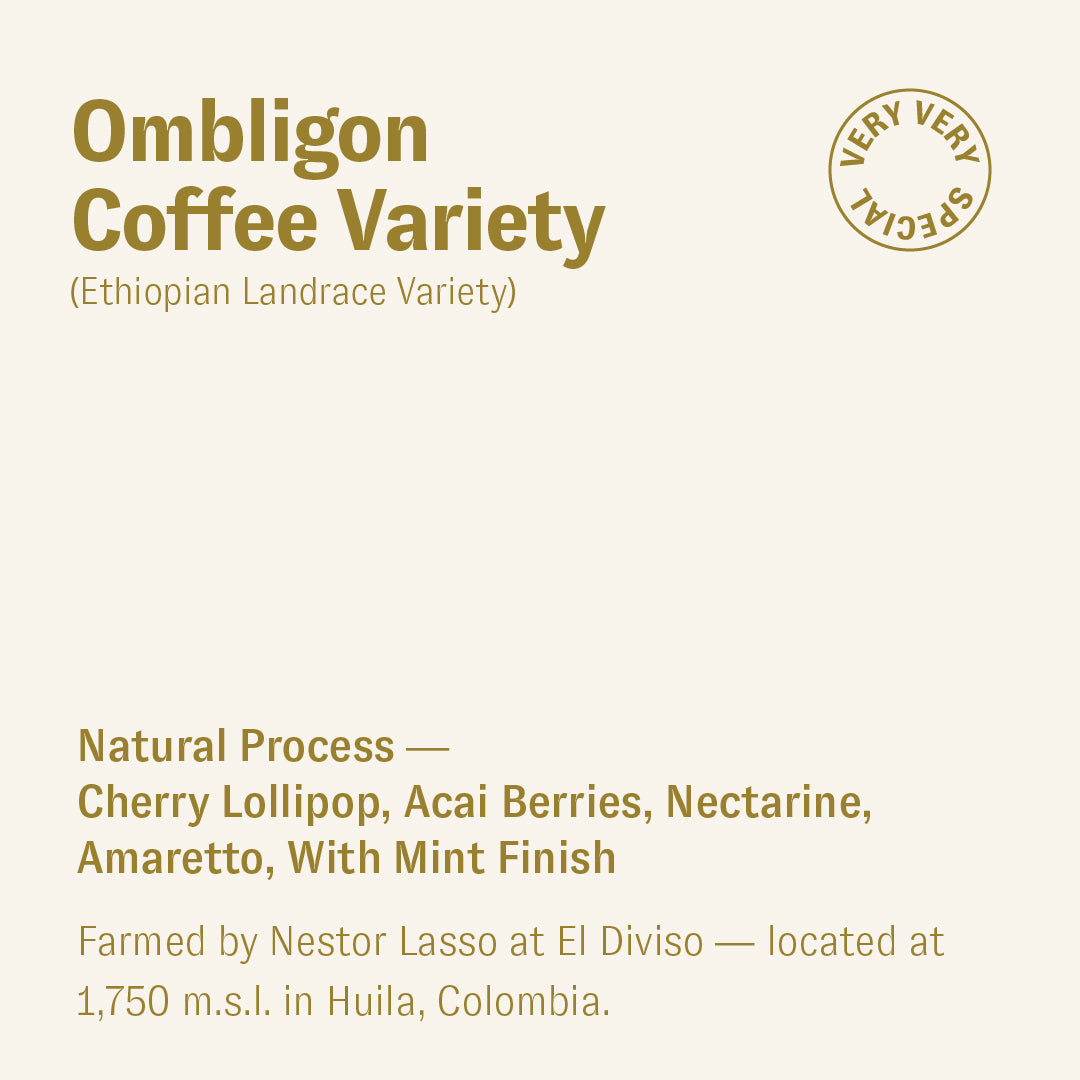 Ombligon (Ethiopian Landrace Variety), Nestor Lasso, Colombia