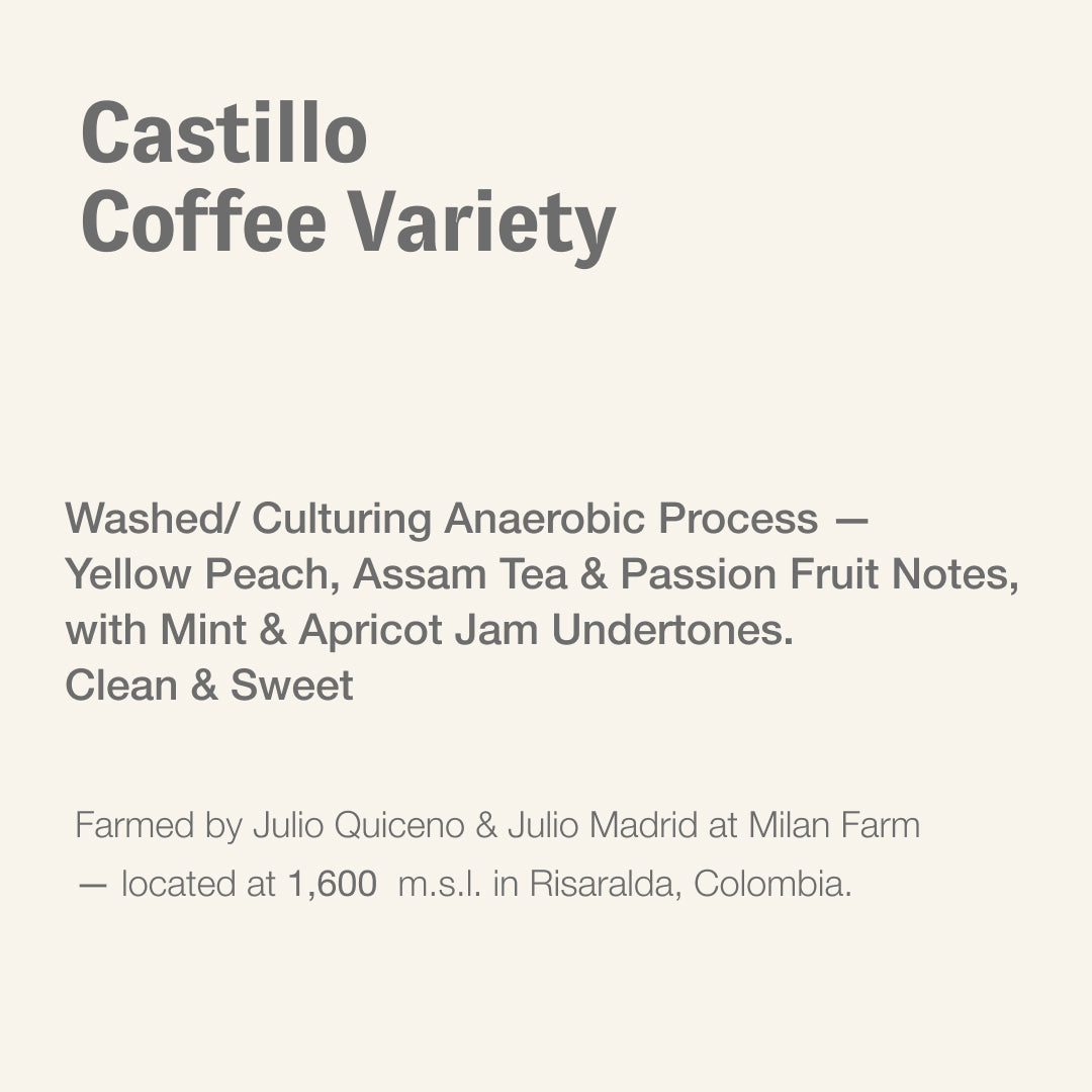 Castillo coffee variety, Julio Quiceno & Julio Madrid, Colombia