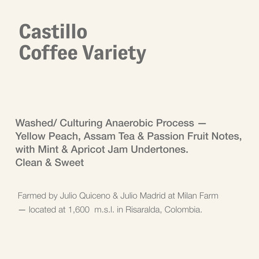 Castillo coffee variety, Julio Quiceno & Julio Madrid, Colombia
