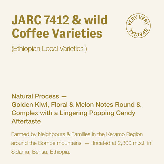 JARC 7412 & wild varieties (Ethiopian Local Varieties), Daye Bensa Keramo, Ethiopia