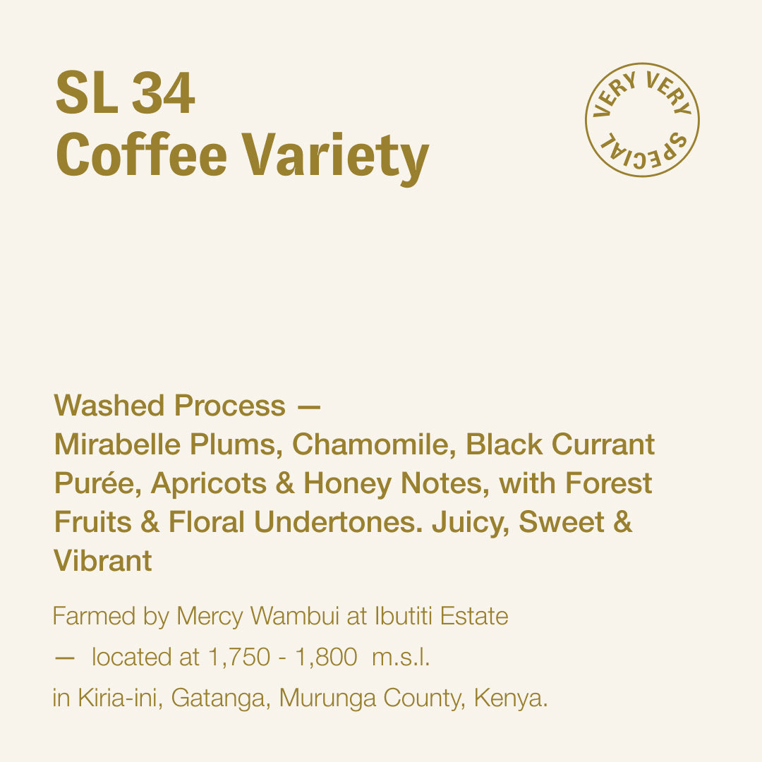 SL 34 coffee variety, Mercy Wambui, Kenya