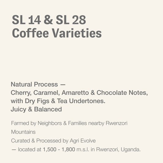 SL14 & SL28 coffee varieties, Rwenzori, Uganda