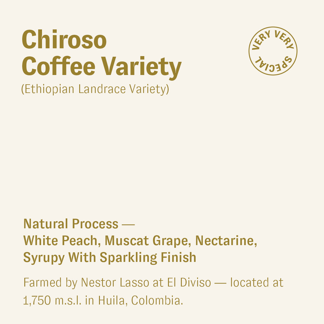 Chiroso (Ethiopian Landrace Variety), Nestor Lasso, Colombia